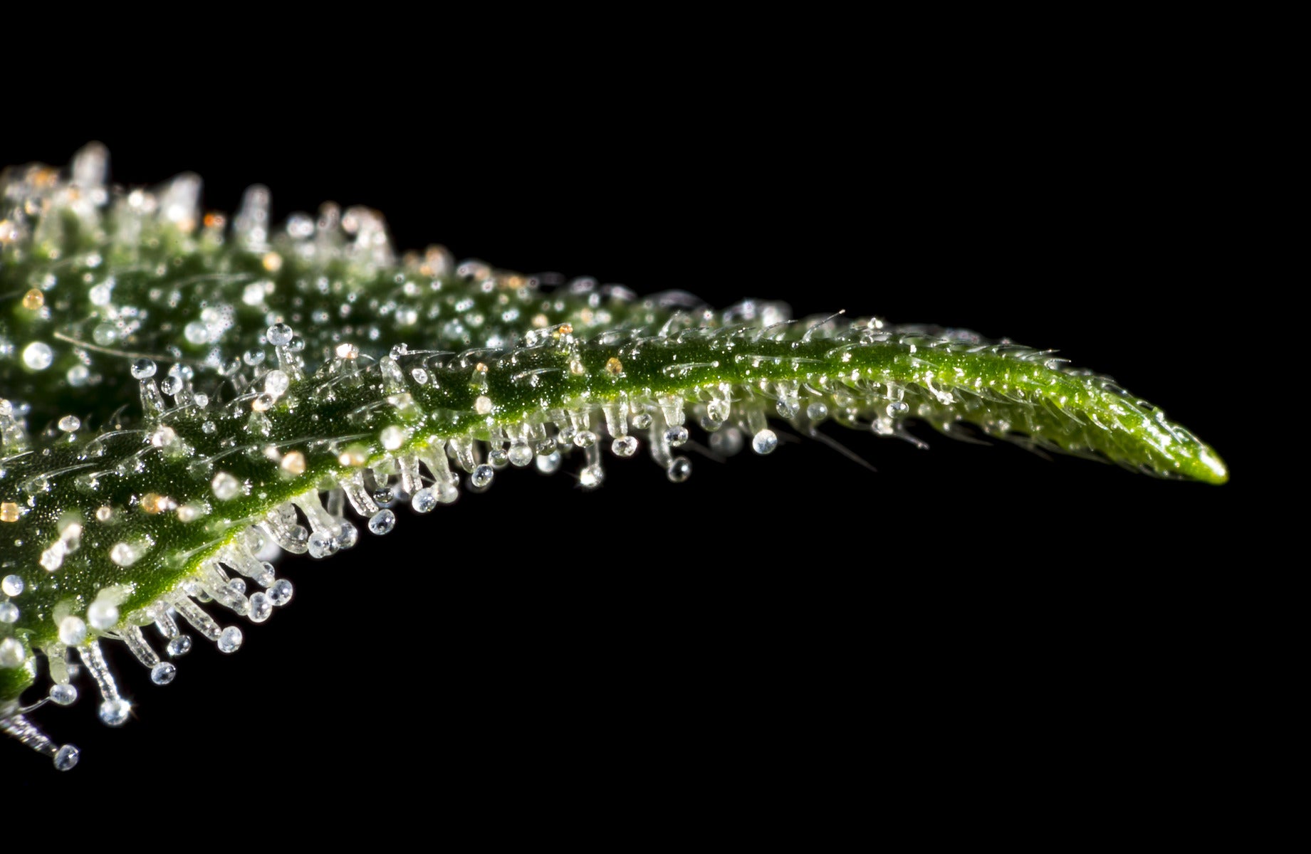 Cannabis-Leaf-Trichomes