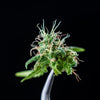 Cannabis-Plant-Held-By-Tweezers.